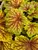 Heuchera Red Lightning