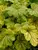 Heuchera Red Lightning