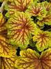 Heuchera Red Lightning