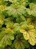 Heuchera Red Lightning