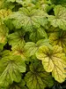 Heuchera Red Lightning