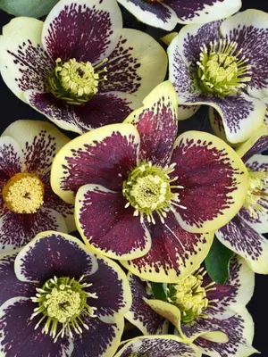 Link to Helleborus Rio Carnival
