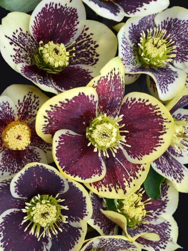 Helleborus Rio Carnival