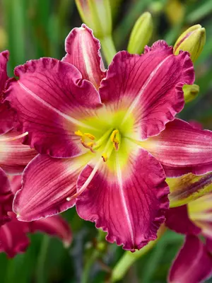 Link to Hemerocallis Romantic Returns