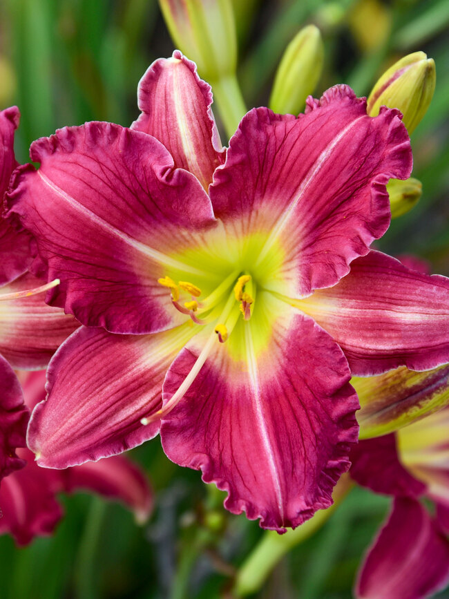 Hemerocallis Romantic Returns