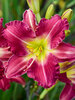 Hemerocallis Romantic Returns