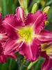 Hemerocallis Romantic Returns