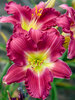 Hemerocallis Romantic Returns