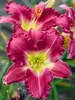 Hemerocallis Romantic Returns