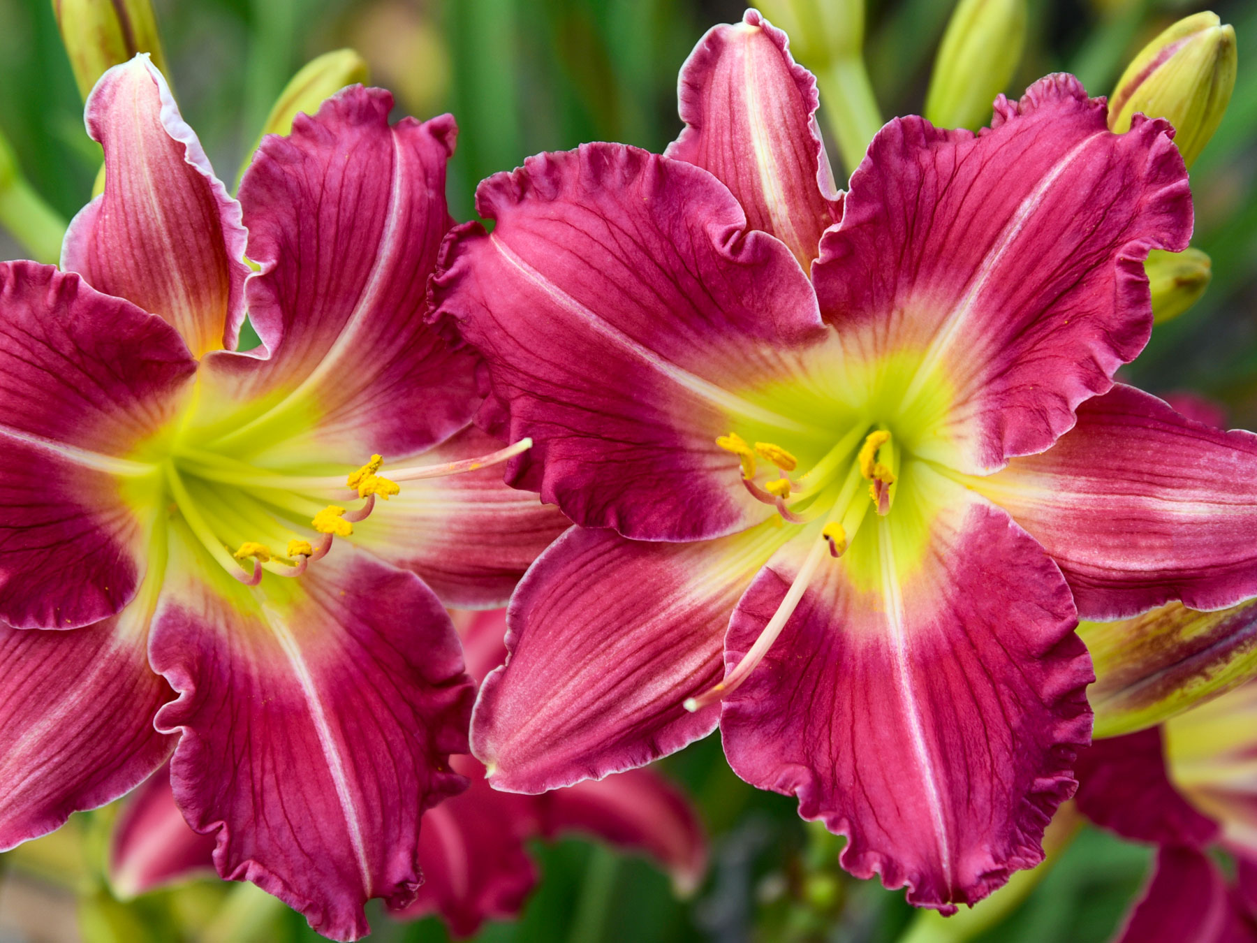 Hemerocallis Romantic Returns | Bluestone Perennials