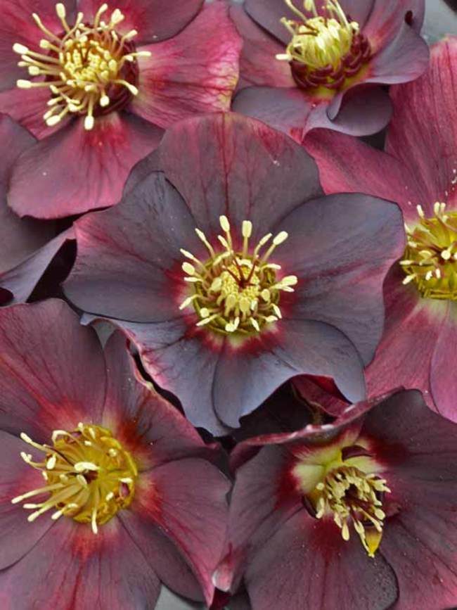 Helleborus Rome in Red