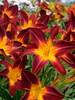 Hemerocallis Ruby Spider