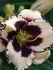 Hemerocallis Sabine Baur