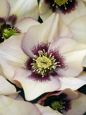 Link to Helleborus Sandy Shores