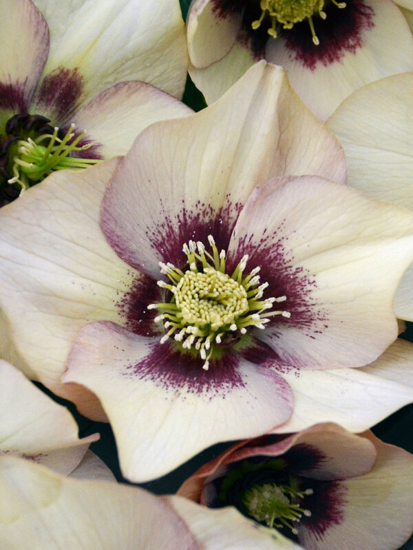 Helleborus Sandy Shores
