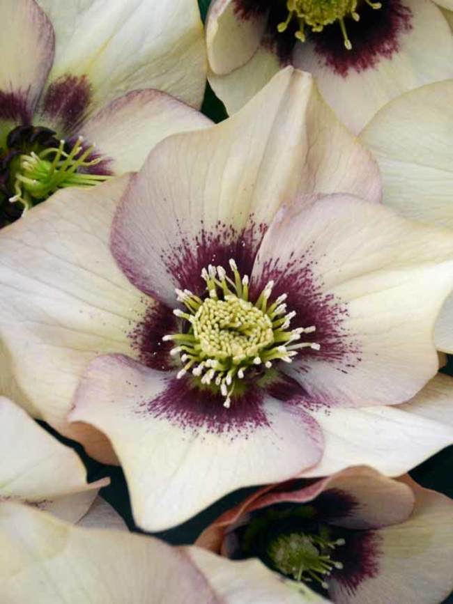 Helleborus Sandy Shores