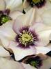 Helleborus Sandy Shores