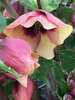 Helleborus Sandy Shores