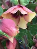 Helleborus Sandy Shores
