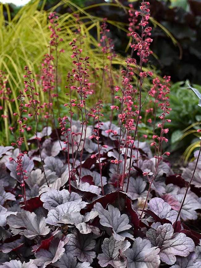 Heuchera Silver Gumdrop