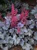 Heuchera Silver Gumdrop