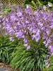 Hosta Silly String