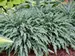 Hosta Silly String
