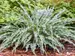 Hosta Silly String