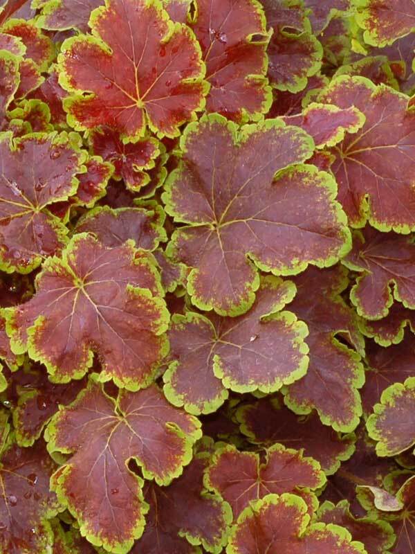 Heucherella Solar Eclipse