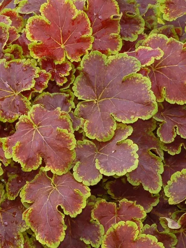 Heucherella Solar Eclipse