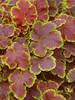 Heucherella Solar Eclipse