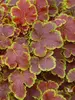 Heucherella Solar Eclipse