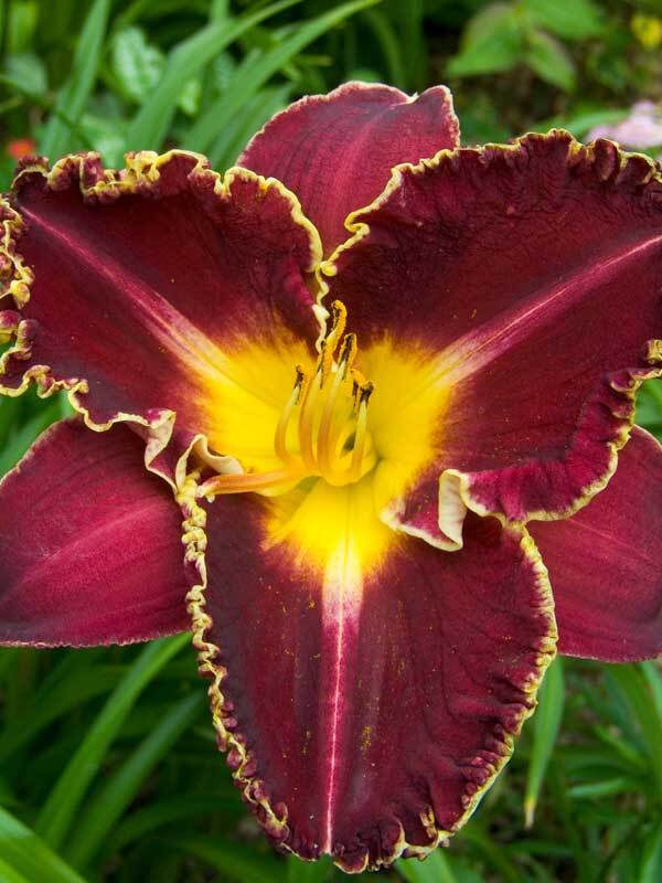 Hemerocallis Storm of the Century