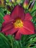 Hemerocallis Stella in Red