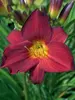 Hemerocallis Stella in Red