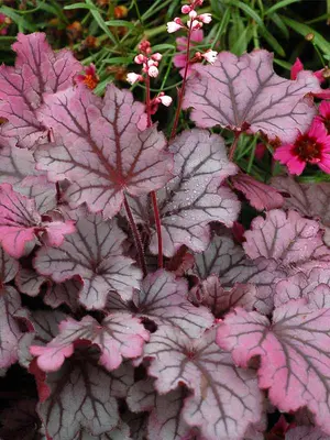Link to Heuchera Sugar Berry