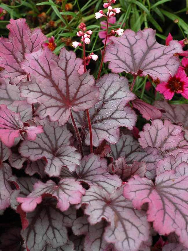 Heuchera Sugar Berry