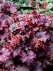 Heuchera Sugar Berry