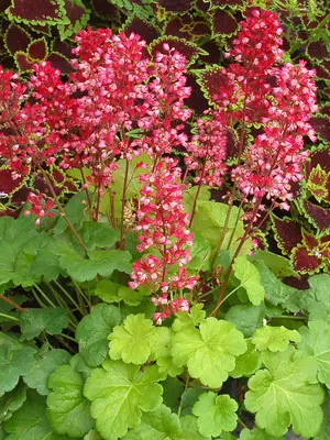 Link to Heuchera Sweet Tart