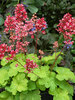 Heuchera Sweet Tart