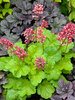 Heuchera Sweet Tart