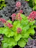 Heuchera Sweet Tart