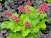 Heuchera Sweet Tart