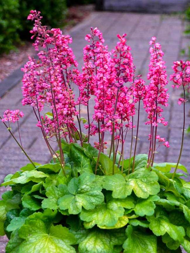 Heuchera Timeless Glow