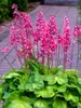 Heuchera Timeless Glow