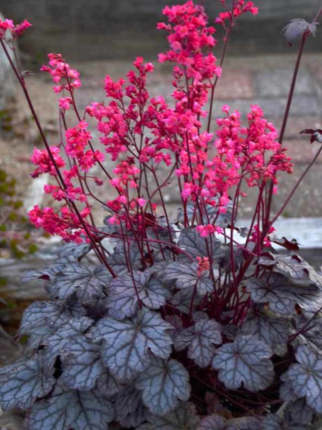 Heuchera Coral Bells Varieties