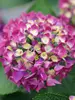Hydrangea Wee Bit Giddy