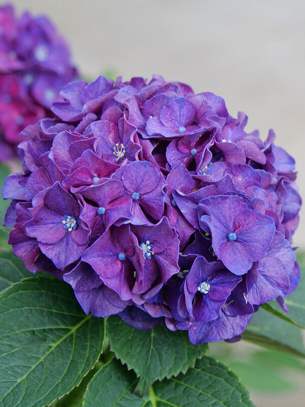 Hydrangea Wee Bit Grumpy