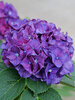 Hydrangea Wee Bit Grumpy