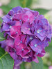 Hydrangea Wee Bit Grumpy